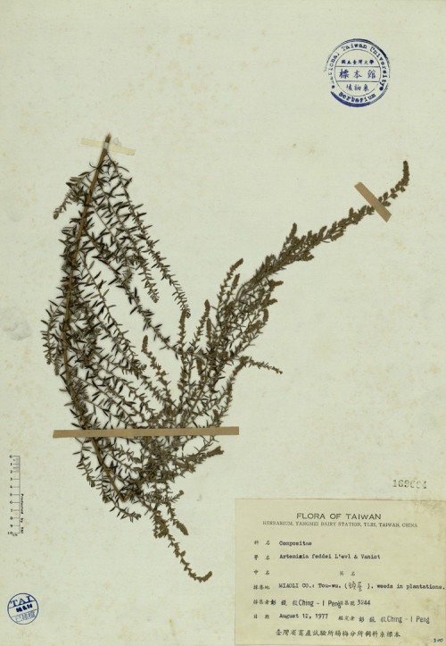Artemisia feddei L'evl & Vaniot_標本_BRCM 4110