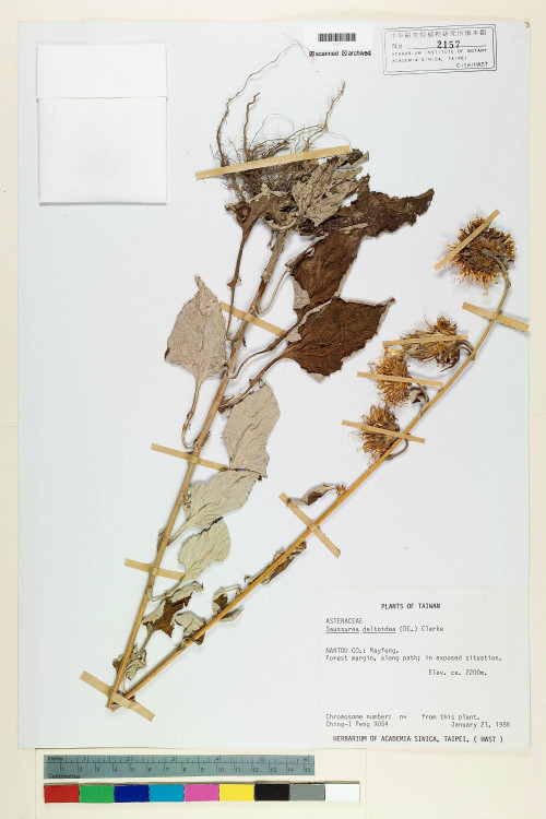 Saussurea deltoidea (DC.) C. B. Clarke_標本_BRCM 6787