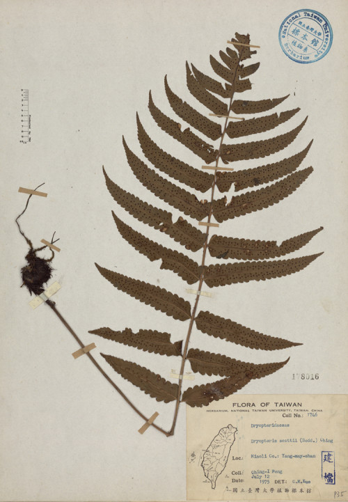Dryopteris scottii (Bedd.) Ching_標本_BRCM 4487