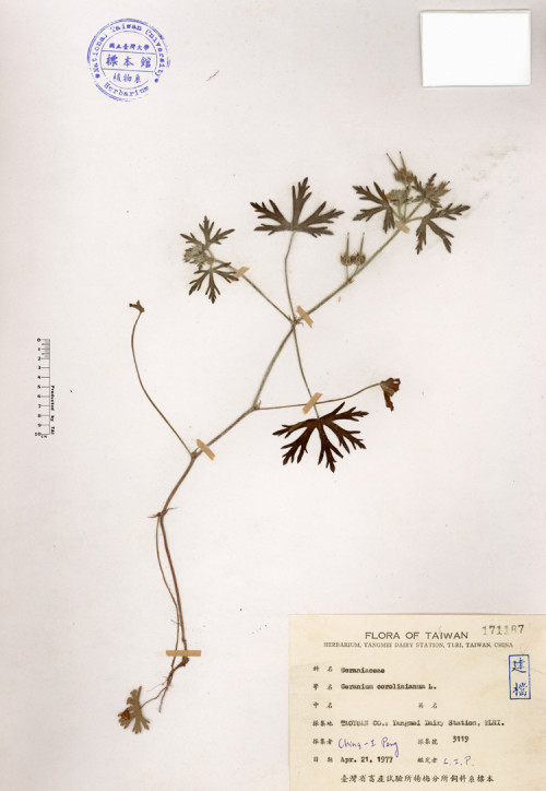 Geranium corolinianum L._標本_BRCM 4136