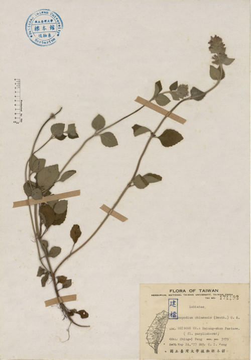 Clinopodium chinense (Benth.) O. K._標本_BRCM 4141