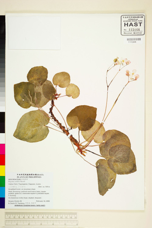 Begonia castilloi標本_BRCM 1931