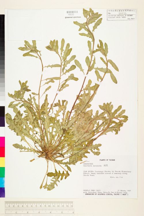 Oenothera laciniata J. Hill_標本_BRCM 5995