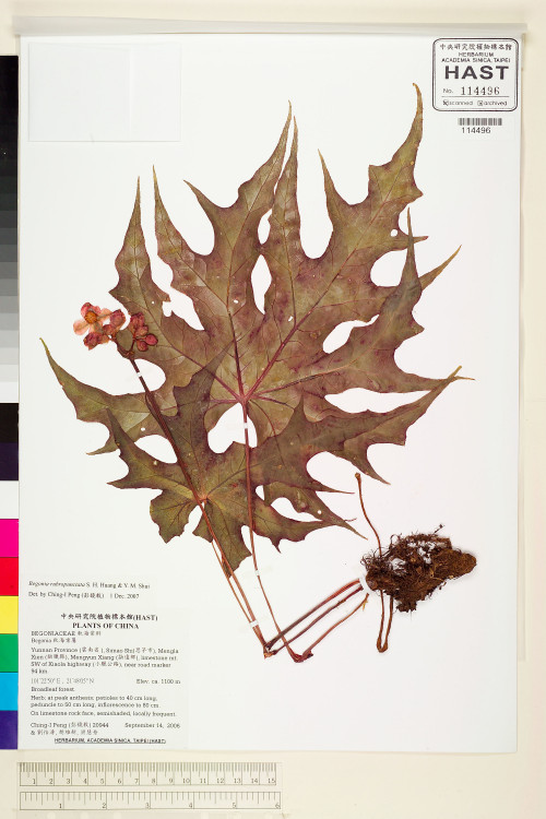 Begonia rubropunctata標本_BRCM 2069