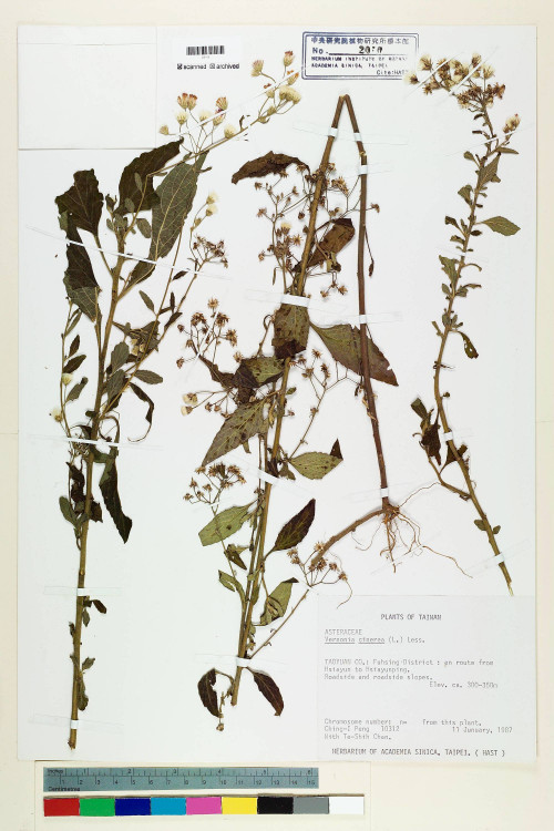 Vernonia cinerea (L.) Less._標本_BRCM 5117