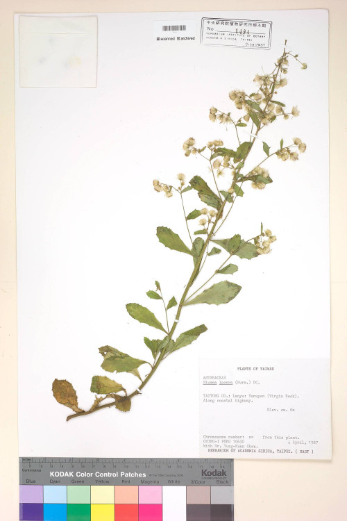 Blumea lacera (Burm. f.) DC._標本_BRCM 4860