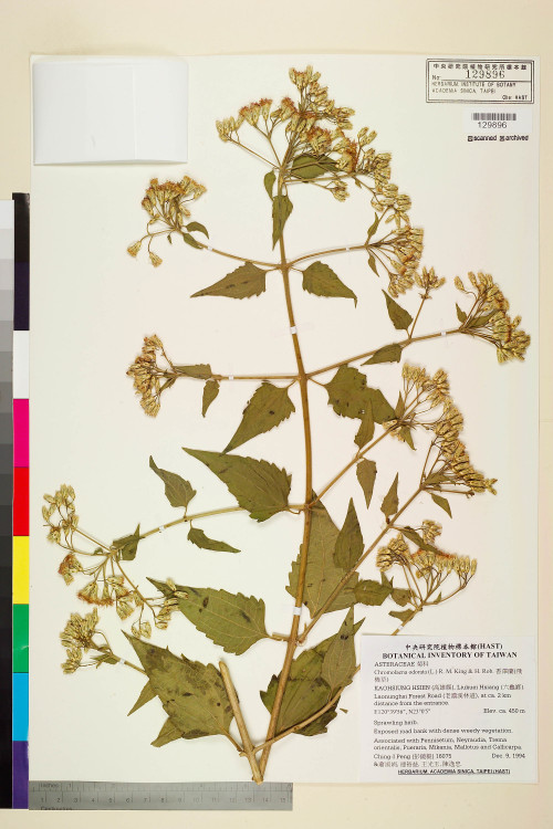 Chromolaena odorata (L.) R. M. King & H. Rob._標本_BRCM 5057