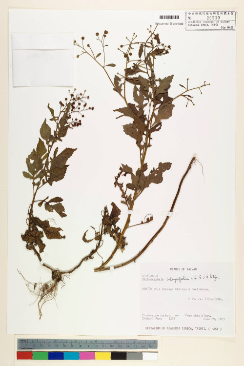 Dichrocephala integrifolia (L. f.) Kuntze_標本_BRCM 6386
