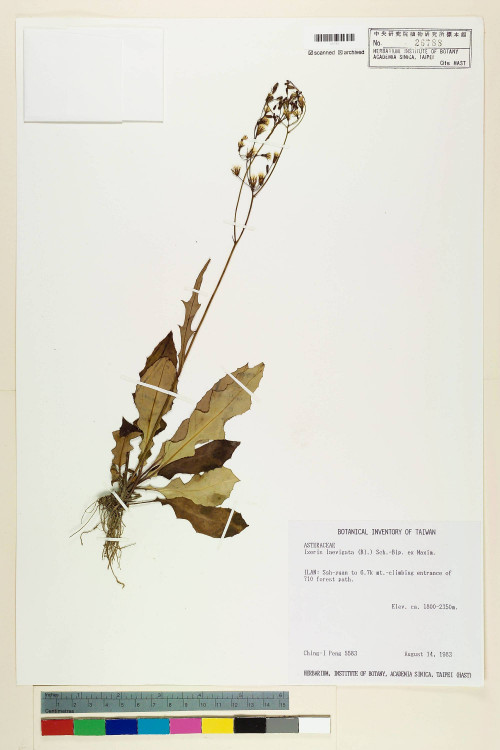 Ixeris laevigata (Blume) Schultz-Bip._標本_BRCM 6414