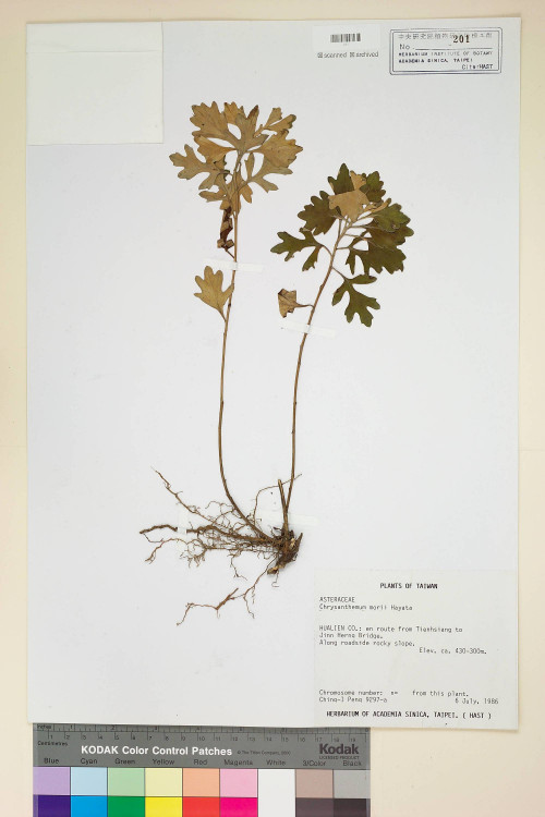 Chrysanthemum morii Hayata_標本_BRCM 6817