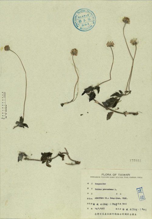 Tridax procumbens L._標本_BRCM 4370
