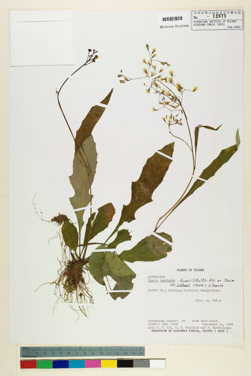 Ixeris laevigata (Blume) Schultz-Bip. ex Maxim var. oldhami (Maxim.) Kitam._標本_BRCM 7262
