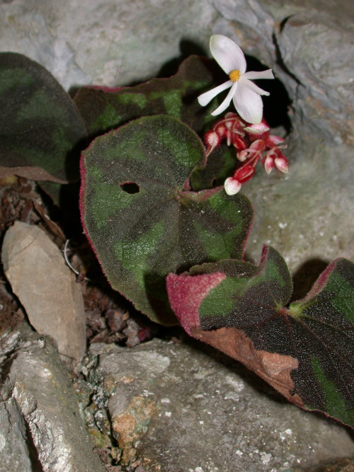 一口血秋海棠 (Begonia picturata Yan Liu, S.M.Ku & C.I Peng)