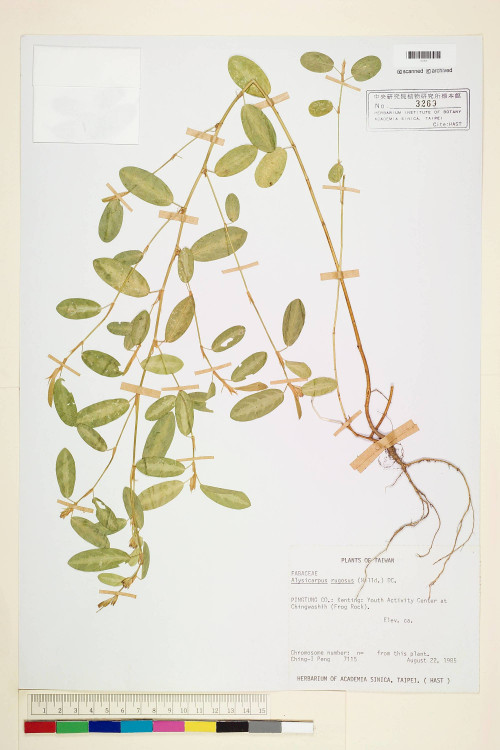 Alysicarpus rugosus (Willd.) DC._標本_BRCM 5985