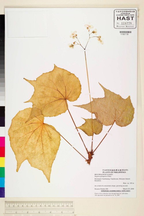 Begonia gitingensis標本_BRCM 2233