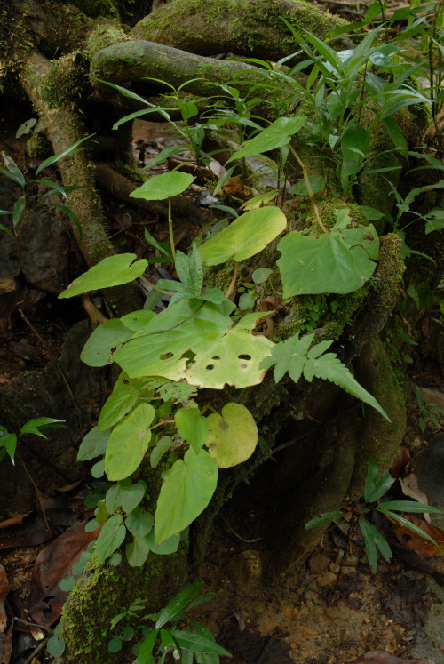 Begonia integrifolia Dalzell