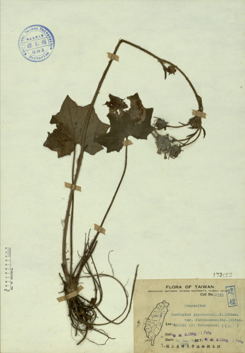 Farfugium japonucum (L. f.) Kitam. var. formosanum (Hay.) Kitam._標本_BRCM 4453
