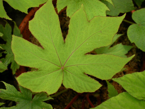 Begonia pedatifida H.Lév.