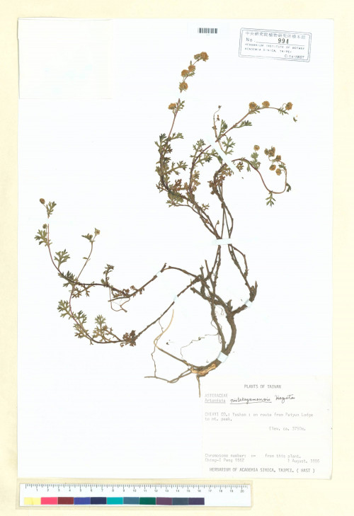Artemisia niitakayamensis Hayata_標本_BRCM 6850