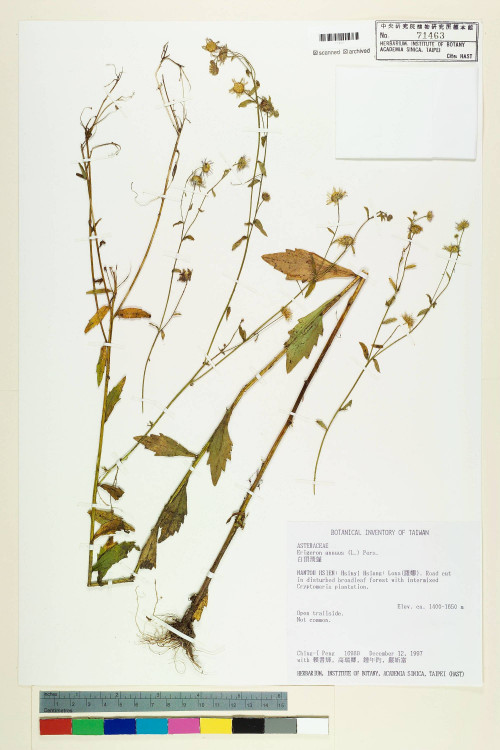 Erigeron annuus (L.) Pers._標本_BRCM 5052