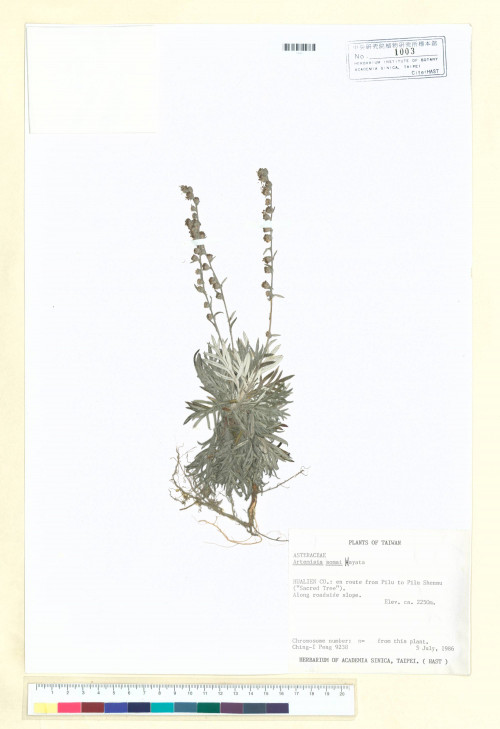 Artemisia somae Hayata_標本_BRCM 6805