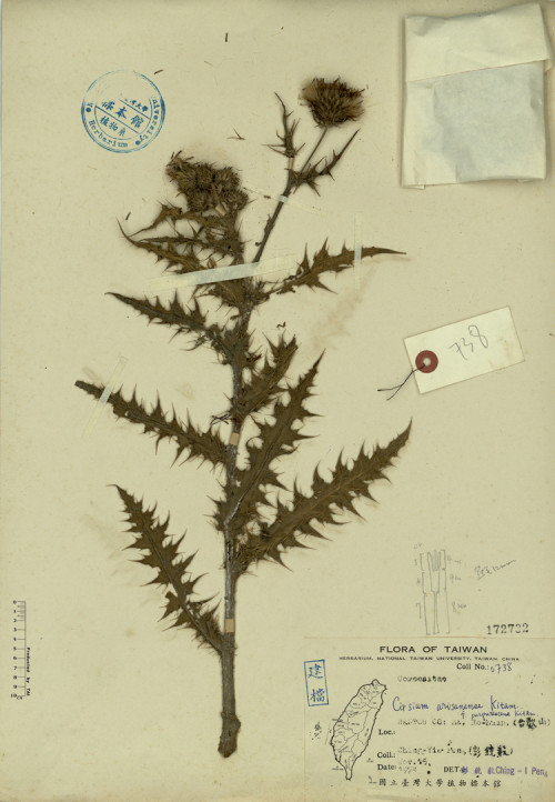 Cirsium arisanense Kitam. f. purpurescens Kitam._標本_BRCM 4298