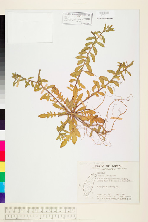 Oenothera laciniata J. Hill_標本_BRCM 5993