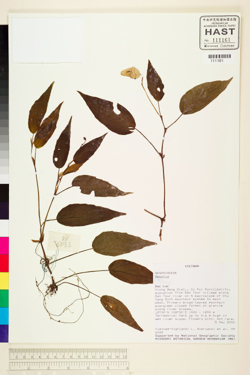 Begonia hatacoa標本_BRCM 1952