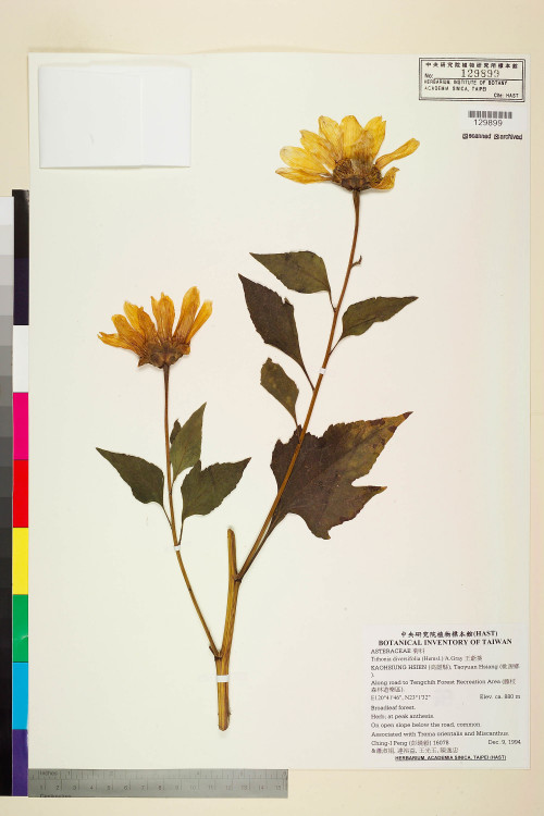 Tithonia diversifolia (Hemsl.) A.Gray_標本_BRCM 7460