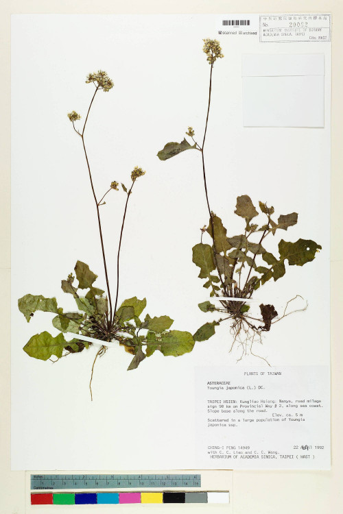 Youngia japonica (L.) DC._標本_BRCM 5512