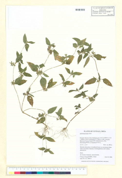 Synedrella nodiflora (L.) Gaertn._標本_BRCM 7531