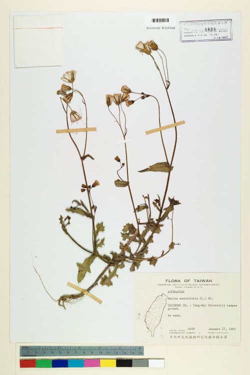 Emilia sonchifolia (L.) DC._標本_BRCM 5199
