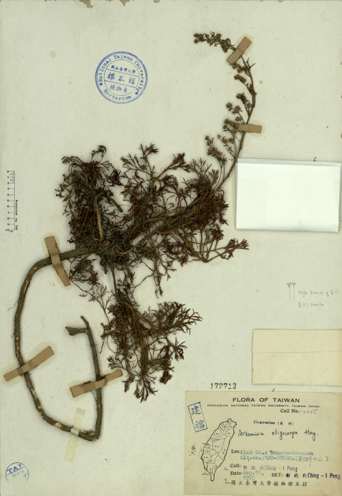 Artemisia oligocarpa Hay._標本_BRCM 4286