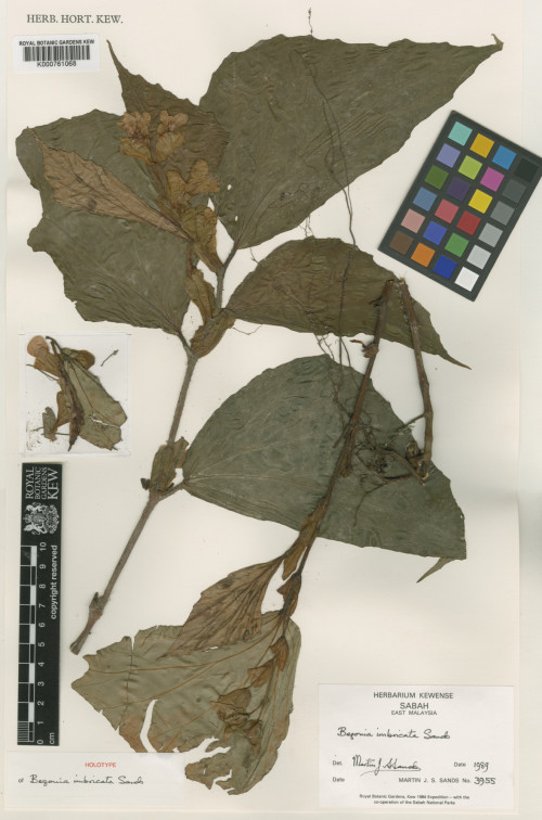 Begonia imbricata標本_BRCM 8752