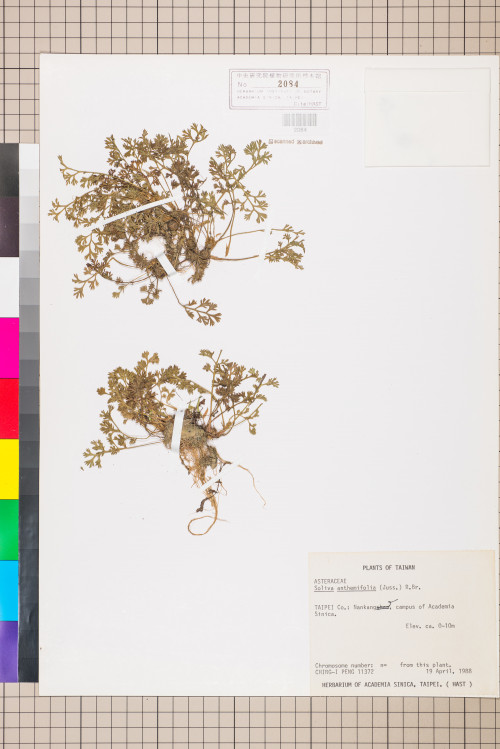 Soliva anthemifolia (Juss.) R. Brown ex Less._標本_BRCM 5064