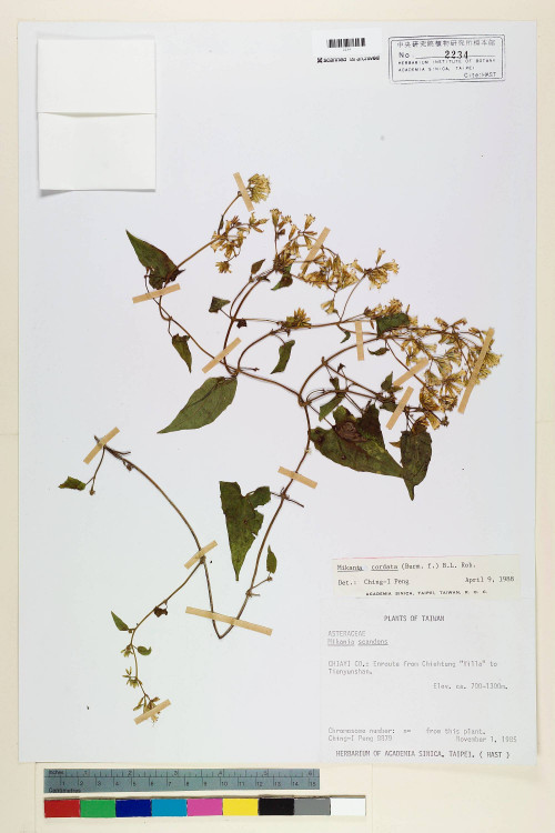 Mikania cordata (Burm. f.) B. L. Rob._標本_BRCM 6757