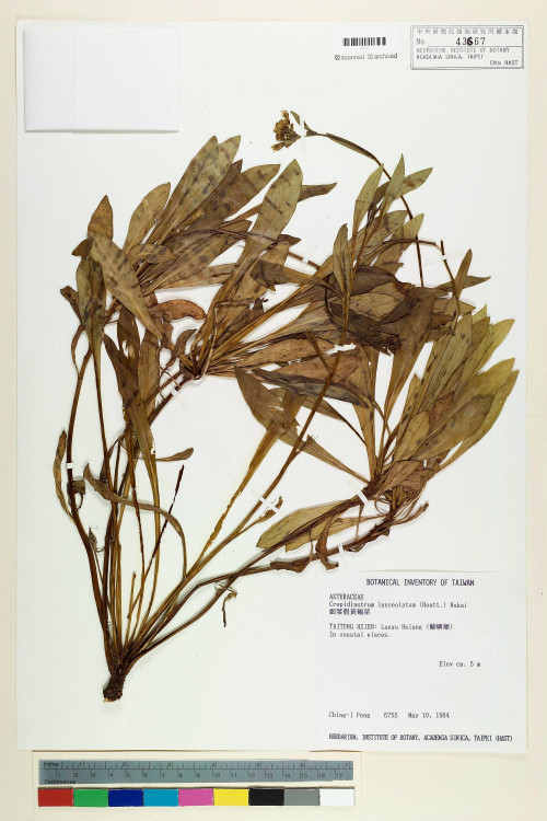 Crepidiastrum lanceolatum (Houtt.) Nakai_標本_BRCM 6536