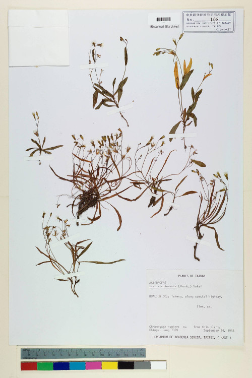 Ixeris chinensis (Thunb.) Nakai_標本_BRCM 6612