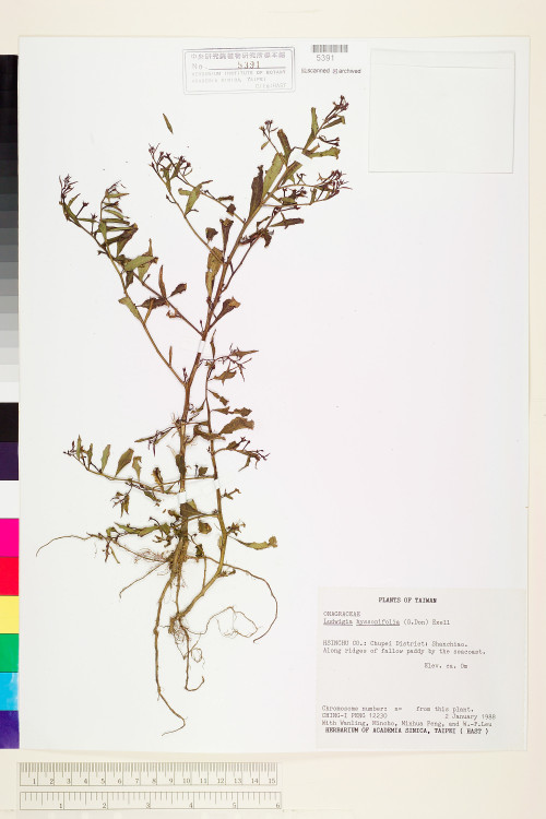Ludwigia hyssopifolia (G. Don) Exell_標本_BRCM 3633