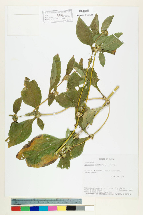Synedrella nodiflora (L.) Gaertn._標本_BRCM 6950