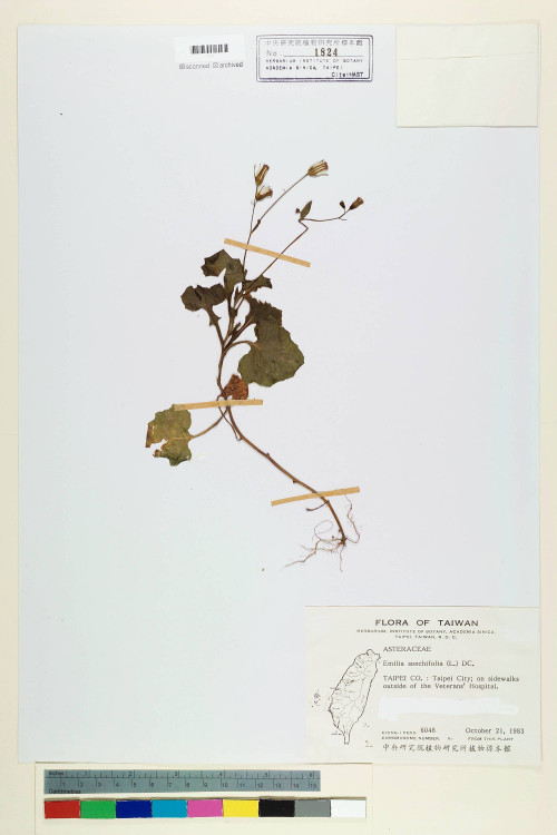 Emilia sonchifolia (L.) DC._標本_BRCM 5203