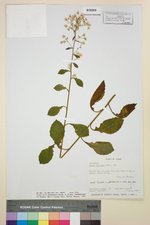 Blumea laciniata (Roxb.) DC._標本_BRCM 4815