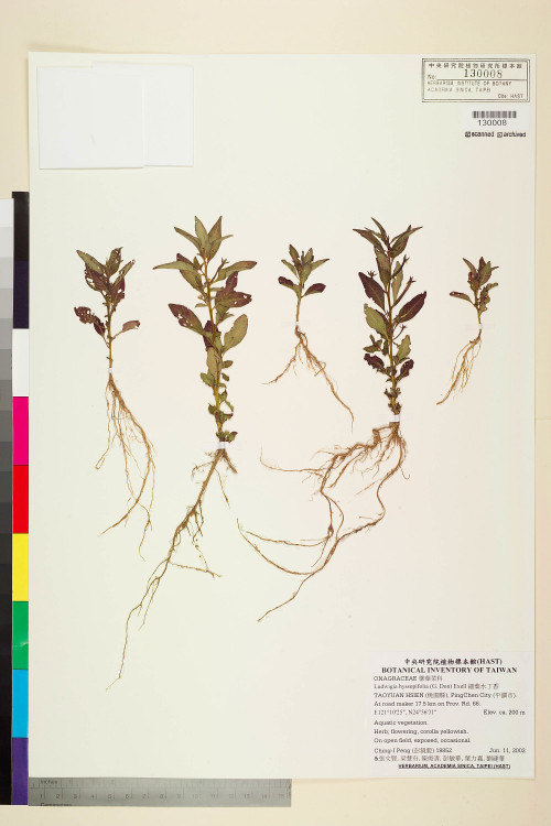Ludwigia hyssopifolia (G. Don) Exell_標本_BRCM 3662