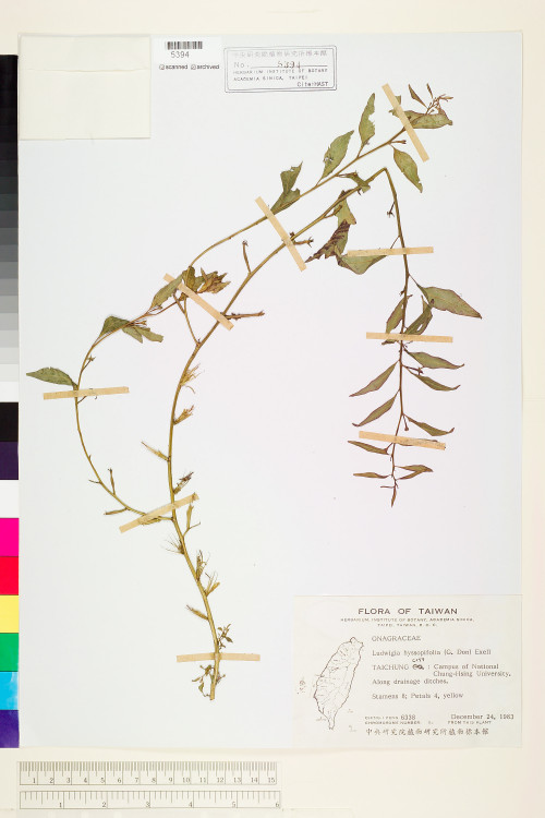 Ludwigia hyssopifolia (G. Don) Exell_標本_BRCM 3584