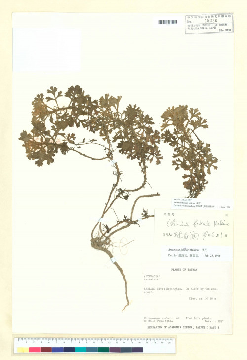 Artemisia fukudo Makino_標本_BRCM 7331
