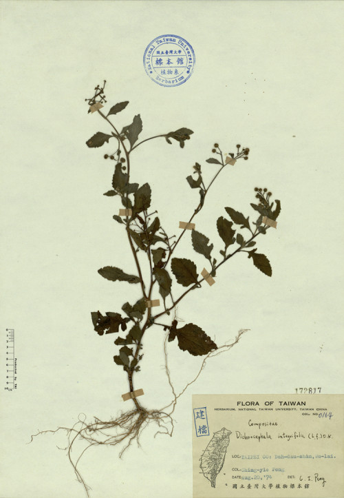 Dichrocephala integrifolia (L. f.) O. K._標本_BRCM 4361