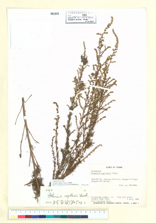 Artemisia capillaris Thunb._標本_BRCM 7112