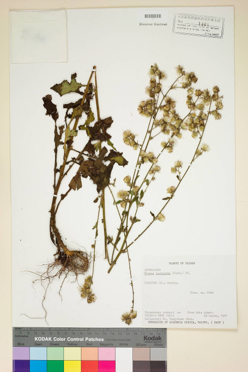 Blumea laciniata (Roxb.) DC._標本_BRCM 4859