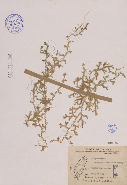 Selaginella remotifolia Spring_標本_BRCM 4045