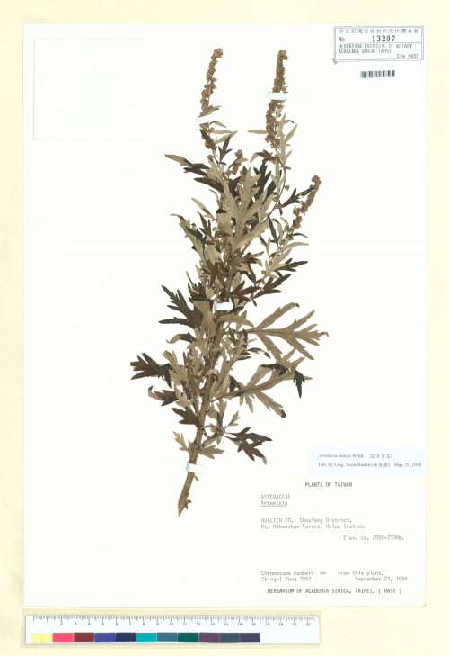 Artemisia indica Willd._標本_BRCM 6598